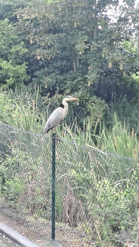 Grey Heron