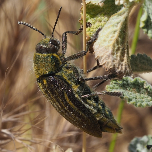 Julodis pubescens yvenii