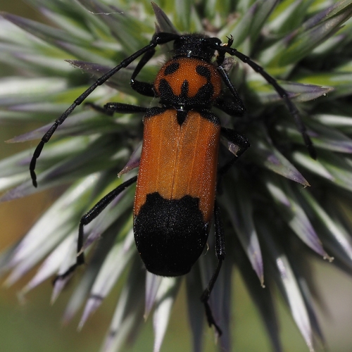 Purpuricenus desfontainii