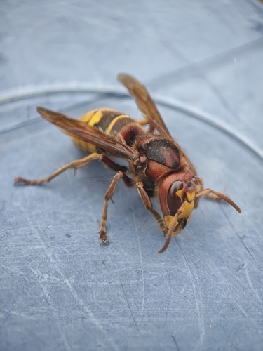 European Hornet