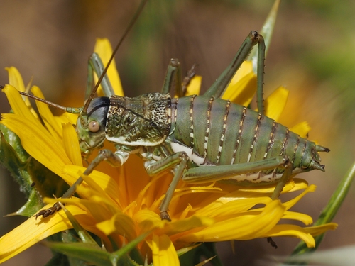 Elegant Saddle Bush-cricket