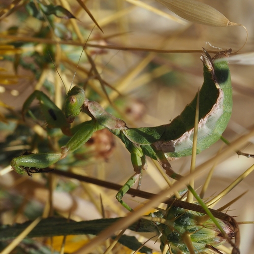 European Dwarf Mantis