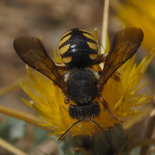 Seven-toothed Red Resin bee