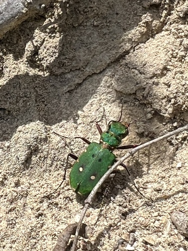 Green Tiger Beetle