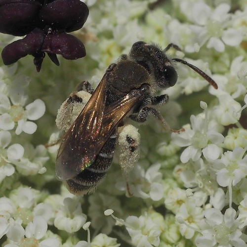 Andrena aeneiventris