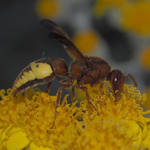 Rhynchium oculatum