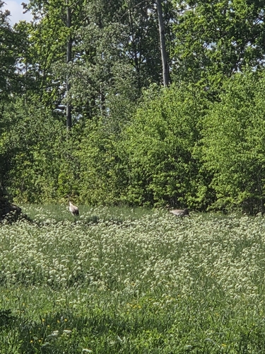 Common Crane