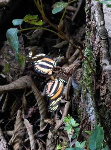 Longwing Crescent