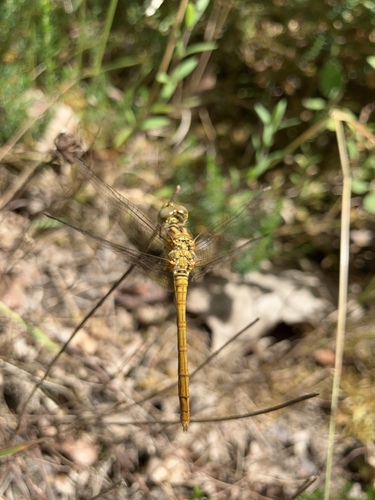 Southern Darter
