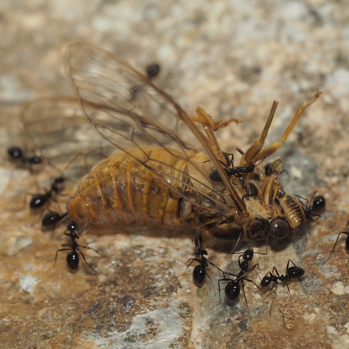 Pagiphora aschei