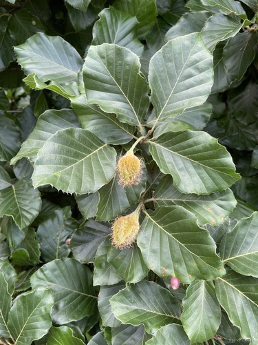 European beech