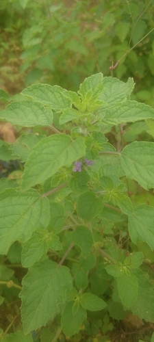 Wide Spikenard