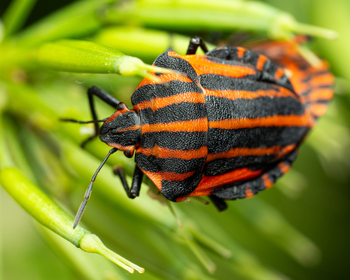 Continental Striped Shield Bug
