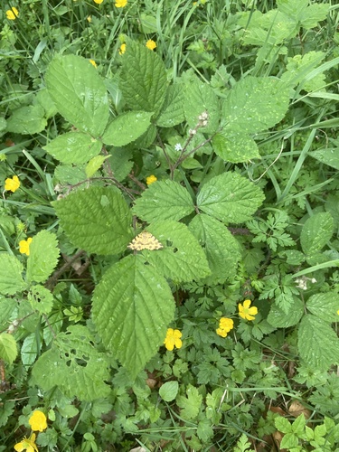 Speckled Yellow