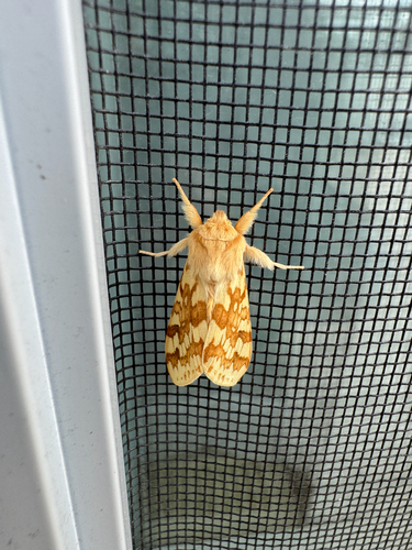 Spotted Tussock Moth