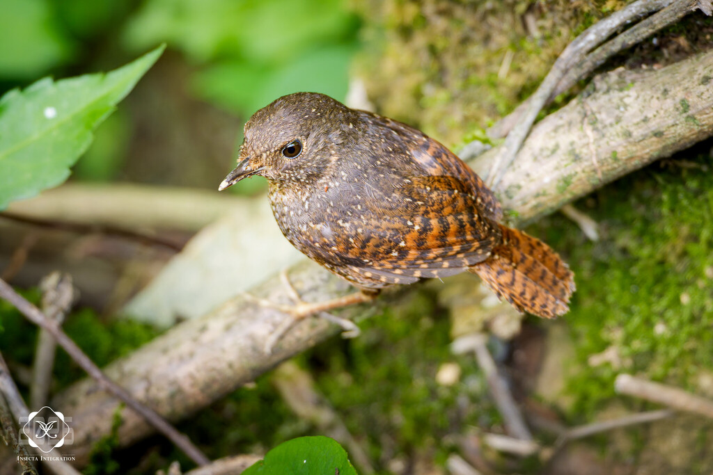 Spotted Elachura (Elachura formosa) photo