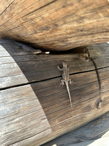 iNaturalist observation photo of Southern Sagebrush Lizard