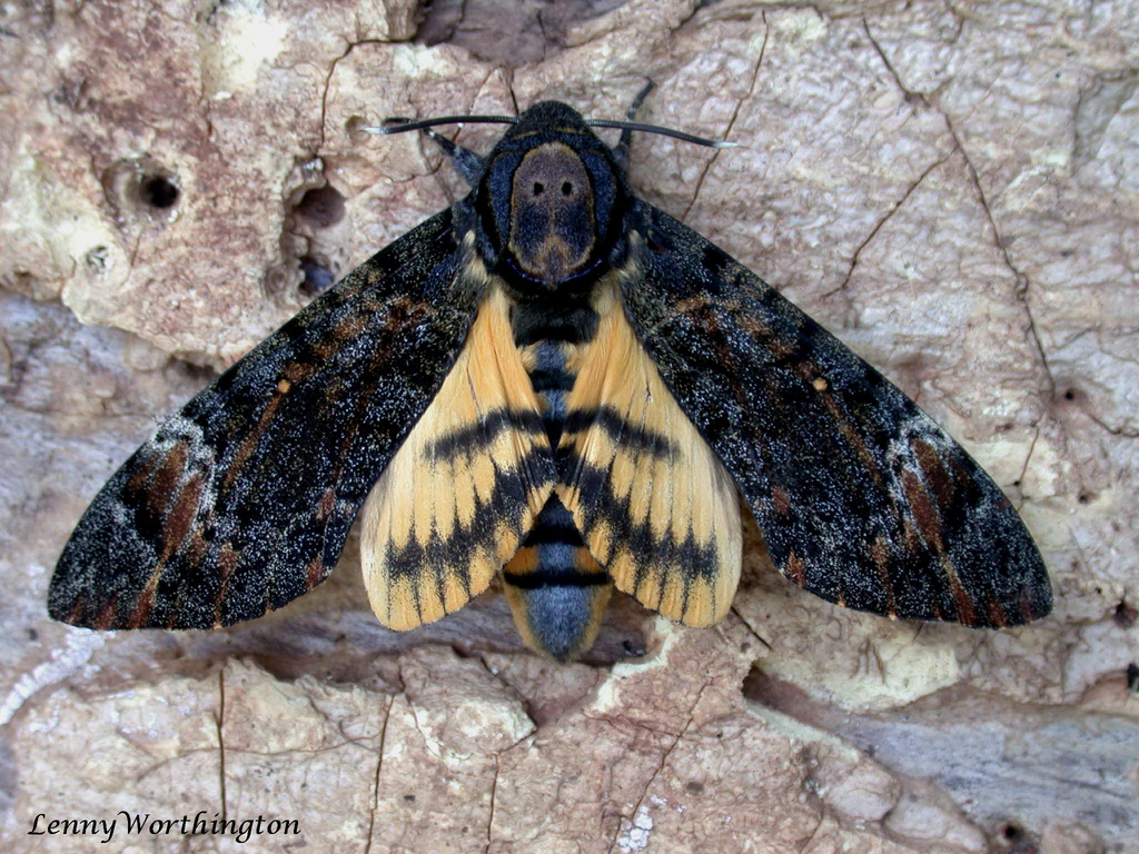 Eastern Deaths Head hawkmoth (Acherontia styx) · iNaturalist