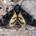 Acherontia styx - Photo (c) Leonard Worthington, todos los derechos reservados, uploaded by Leonard Worthington