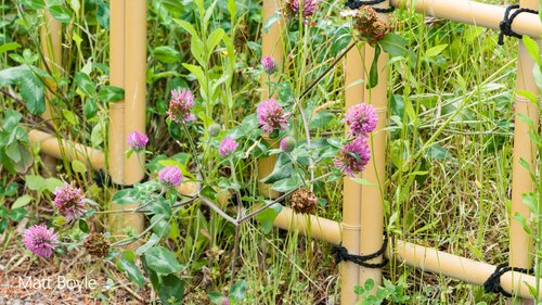 Red Clover