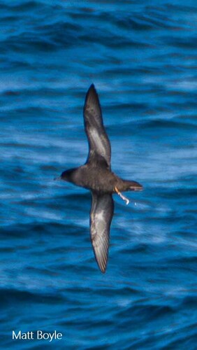 Short-tailed Shearwater