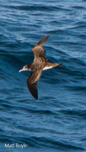 Streaked Shearwater
