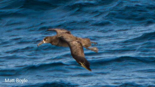 Black-footed Albatross