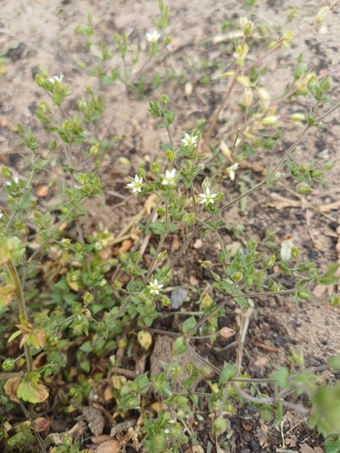 Thyme-leaved Sandwort