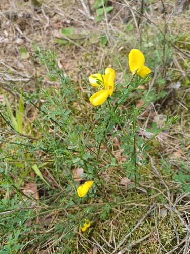 Scotch Broom