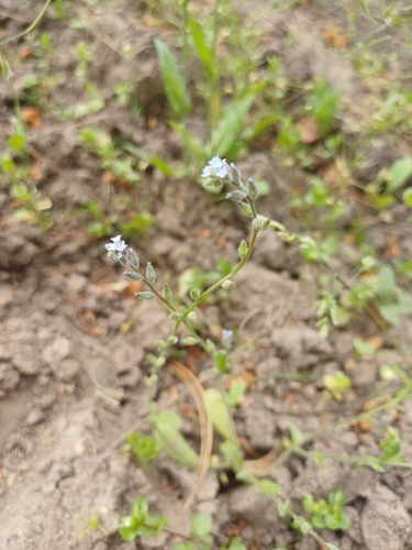 blue forget-me-not