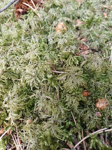 stairstep moss