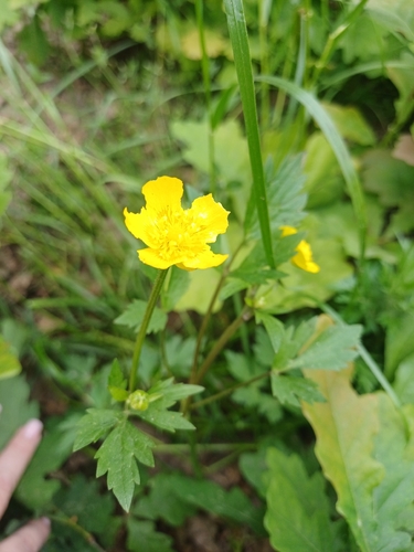 Creeping buttercup