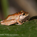 Metallic Robber Frog - Photo (c) Ben, all rights reserved