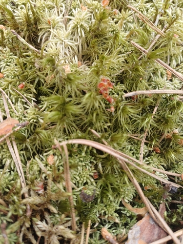 Waxyleaf Moss