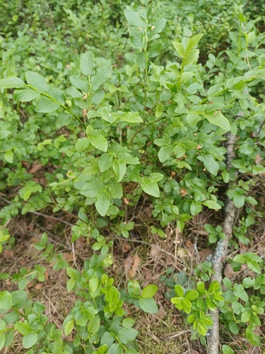 common bilberry