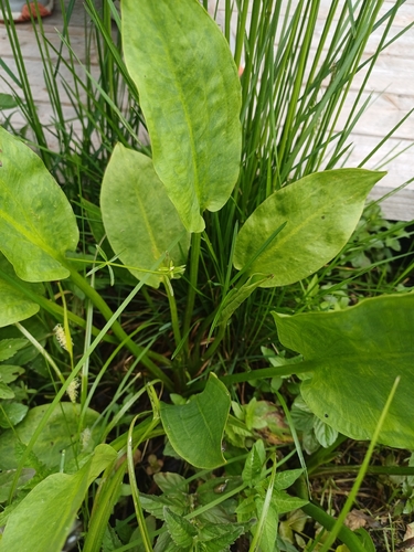 European Water-plantain