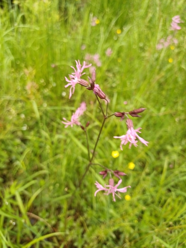 ragged-robin