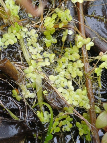 Common Duckweed
