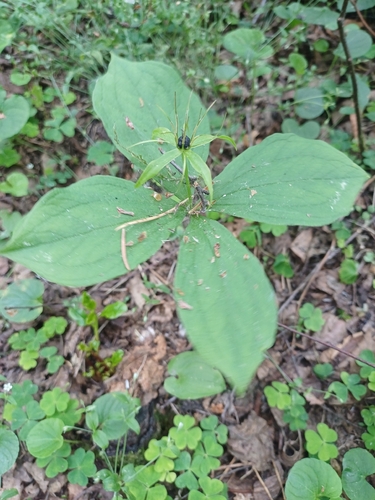 Herb Paris
