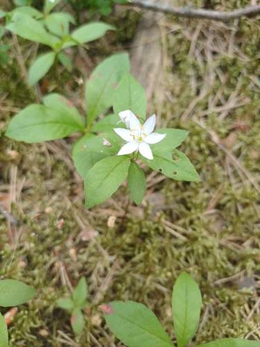Arctic Starflower