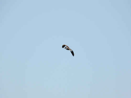 Spur-winged Lapwing