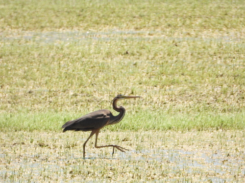 Purple Heron