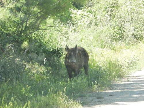 Anatolian Boar