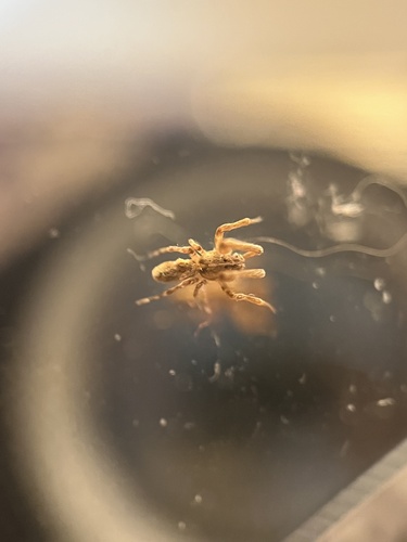 iNaturalist observation photo of Feather-legged Spiders