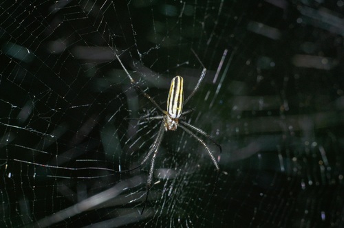 Giant Golden Orbweaver