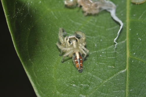 Thyene imperialis