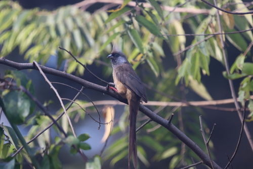 Speckled Mousebird