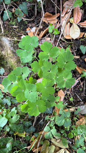 common columbine