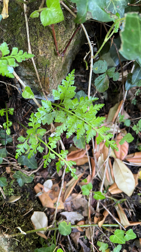 black spleenwort