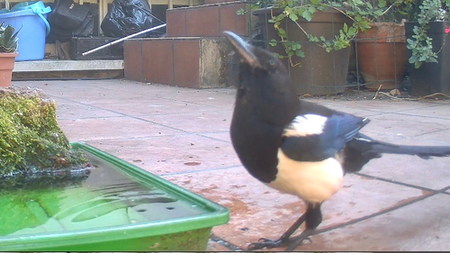 Eurasian Magpie